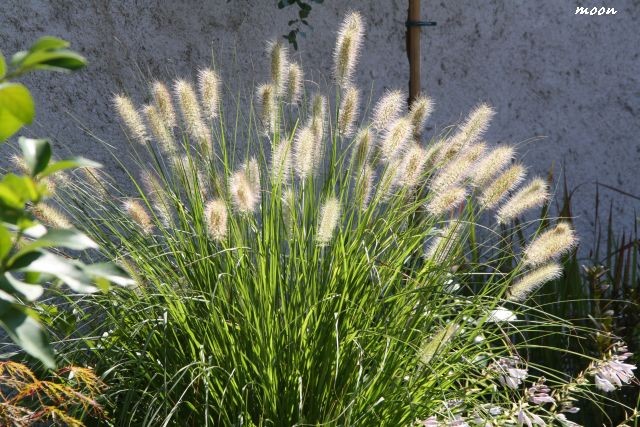 penesetum
